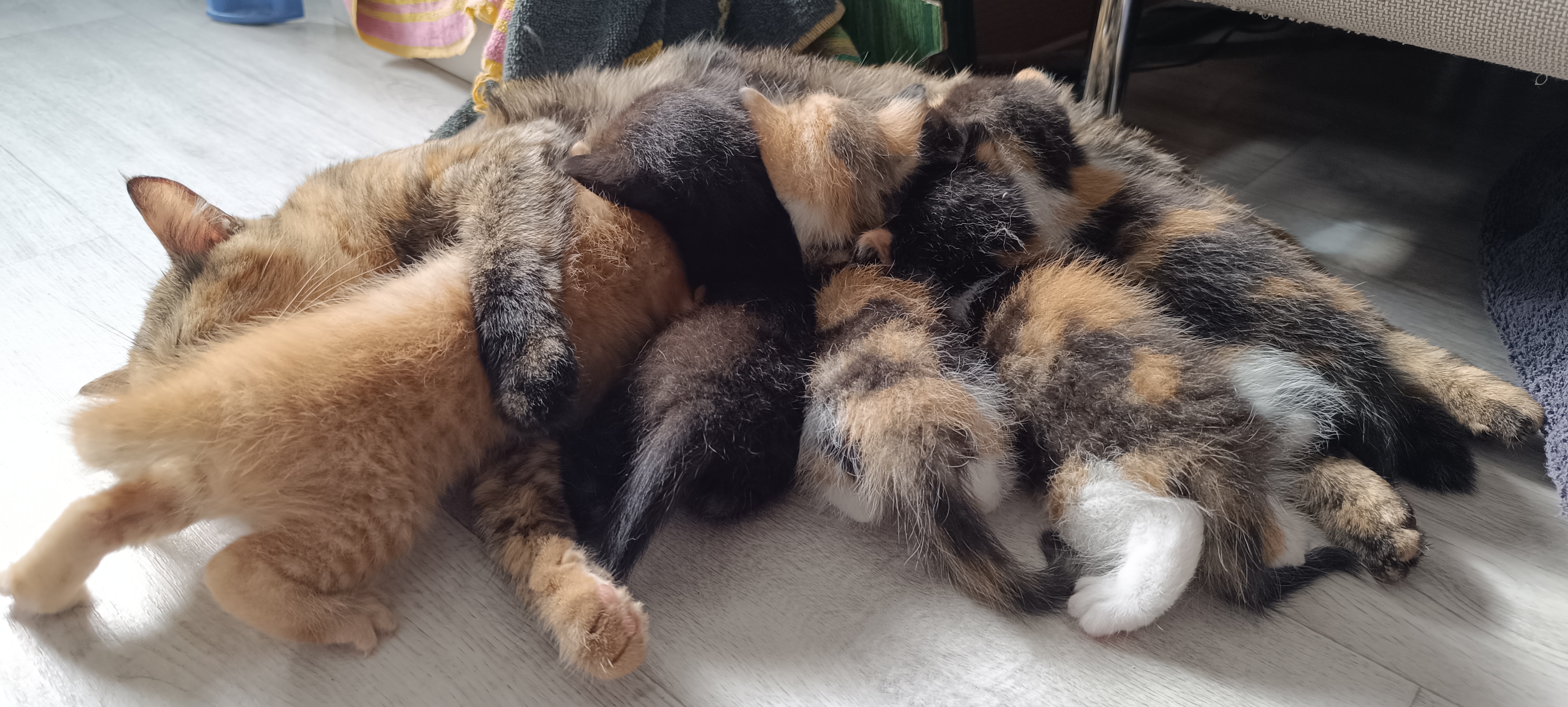 Šipka kojí svá koťata z prvního vrhu (zleva doprava: Sokrates, Zen, Sibyla, Aténa a Sofie).