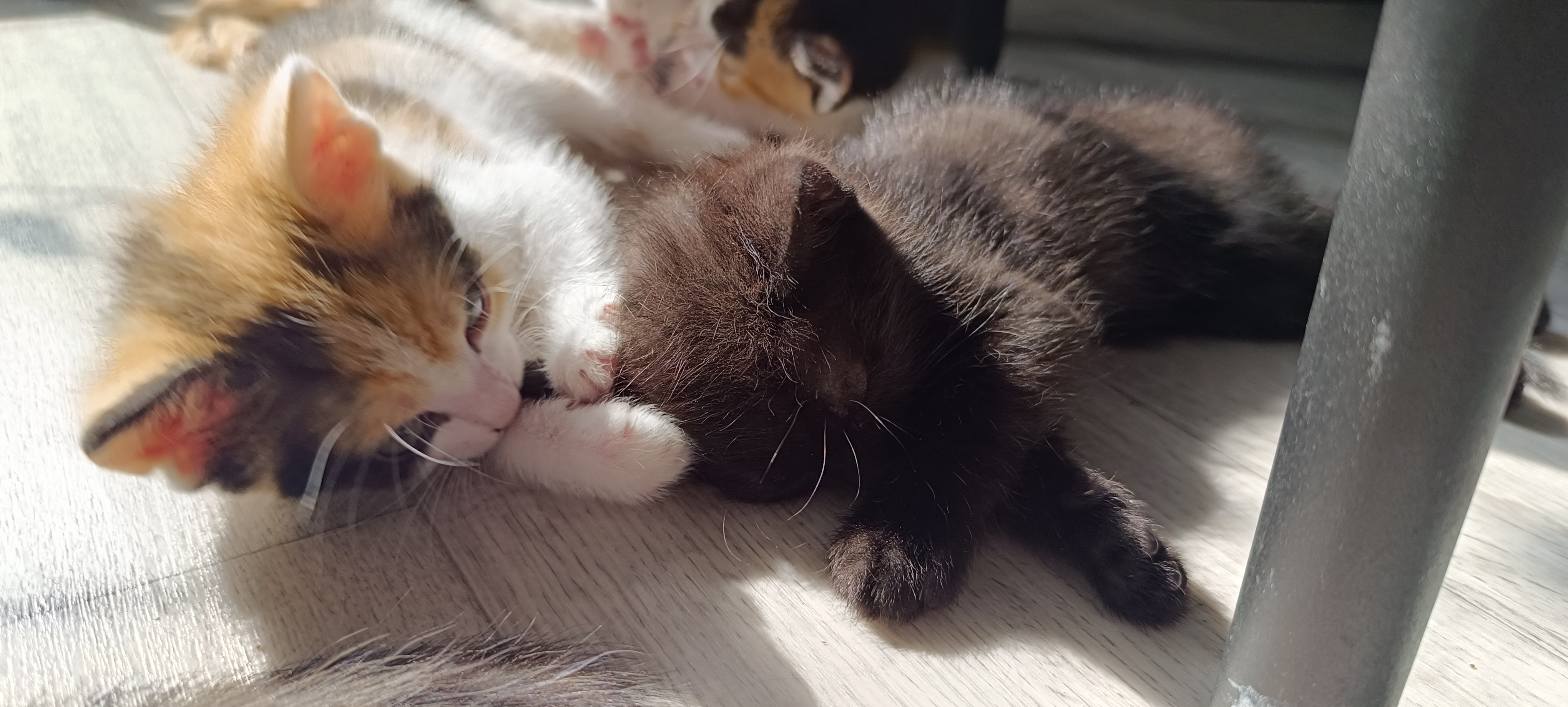 Sibyla (vlevo) a Zen (vpravo) společně odpočívají.