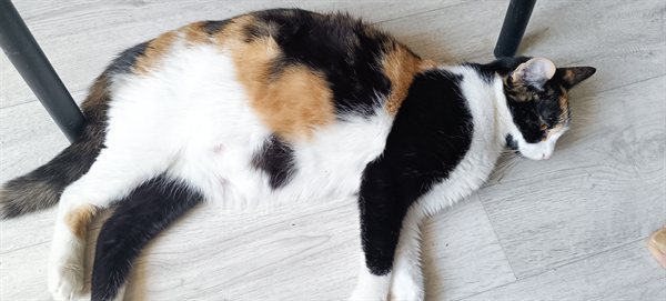 Sofie při odpočinku v křesle.