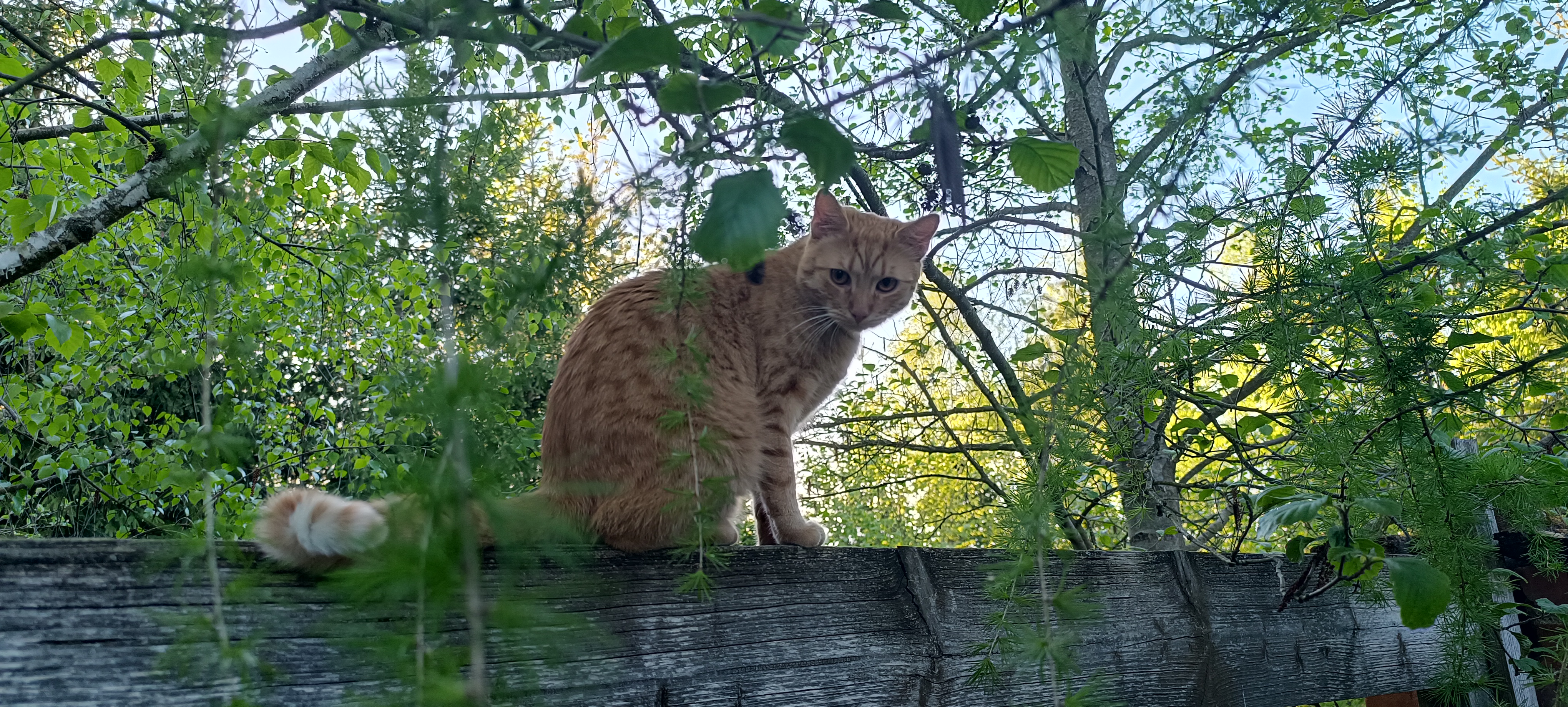 Sokrates pozoruje okolí z plotu.